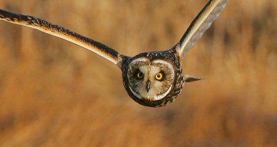 Short-eared Owl headshot