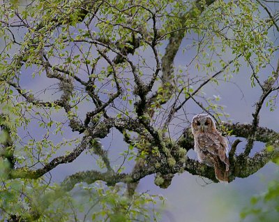 Tawny Owl recently fledged