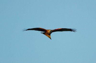 Red Kite(Milvus milvus)