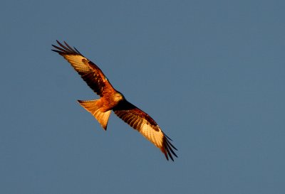 Red Kite @ sunset
