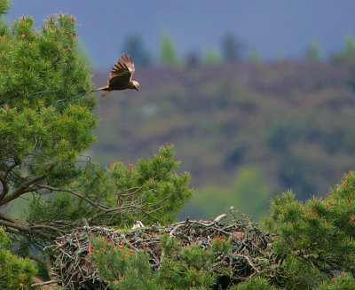 Marsh Harrier hovering above an  Osprey eyrie