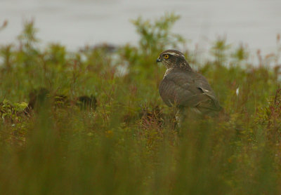 Sparrowhawk(Accipiter nisus)