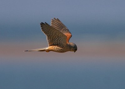 Kestrel(Falco tinnunculus)