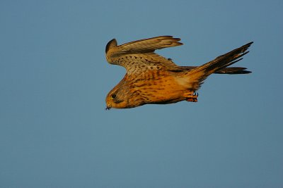Kestrel -Out of the wind & into the sun