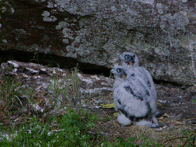 Peregrine chicks