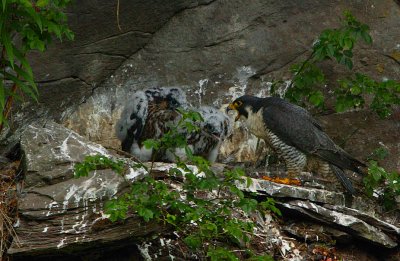 Peregrine family