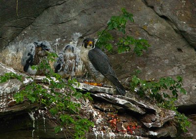 Peregrine family