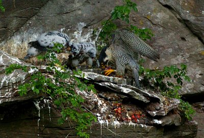 Peregrine family