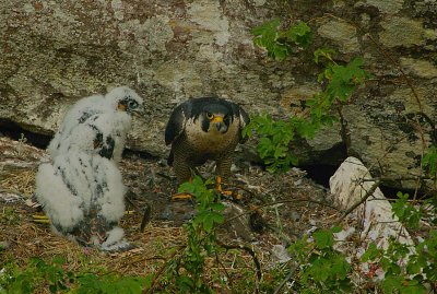 Peregrine family