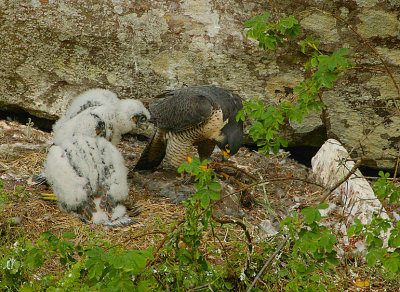 Peregrine family