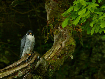 Peregrine tiercel