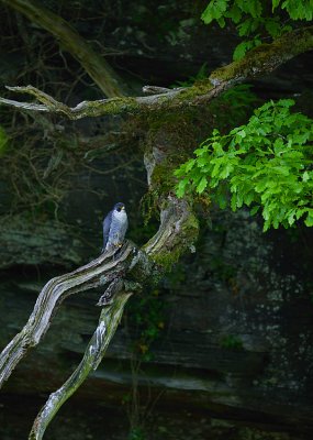 Peregrine tiercel