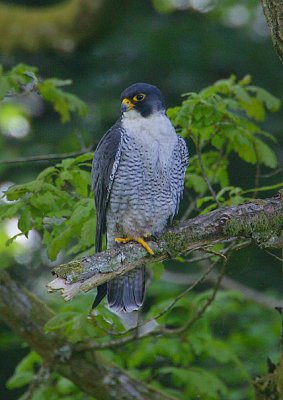 Peregrine(Falco peregrinus)