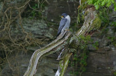 Peregrine tiercel