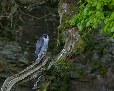 Peregrine tiercel