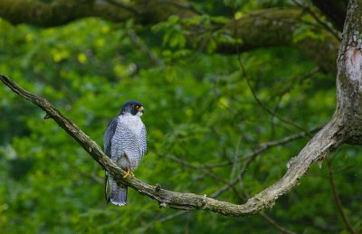 Peregrine tiercel