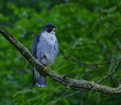 Peregrine tiercel