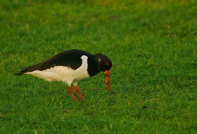 Oystercatcher worming
