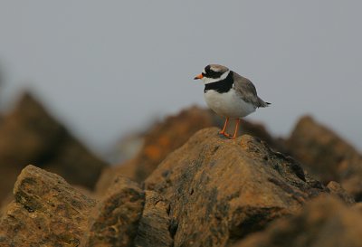 Ringed Plover