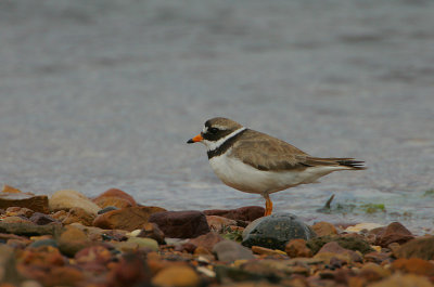 Ringed Plover