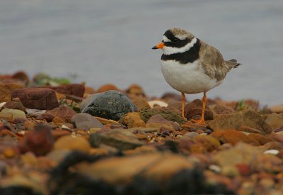 Ringed Plover