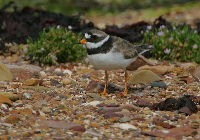 Ringed Plover