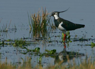 Lapwing