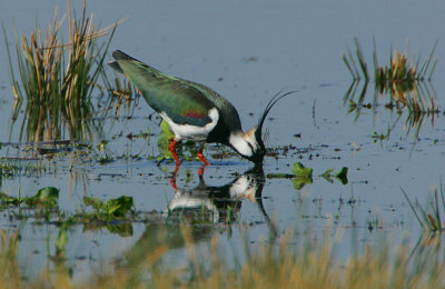 Lapwing