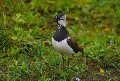 Lapwing