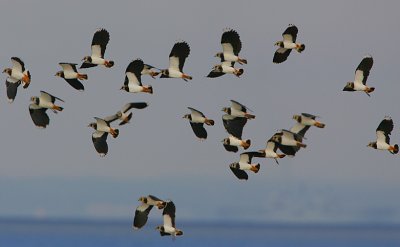 Lapwing flock