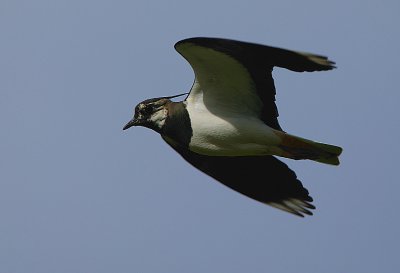 Lapwing in flight