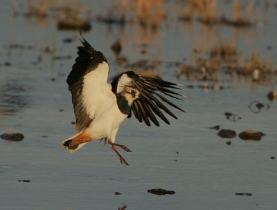 Lapwing landing