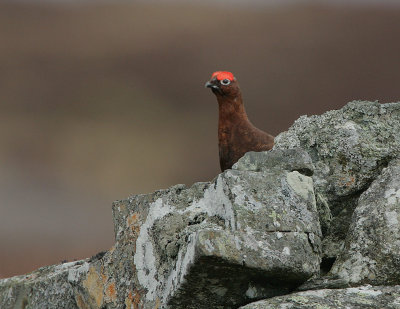 Red Grouse male displaying