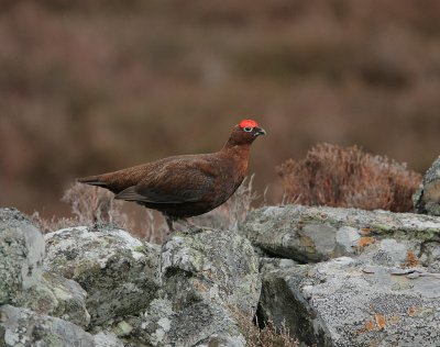 Red Grouse male displaying