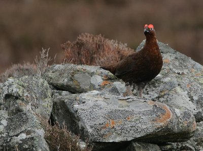 Red Grouse male displaying