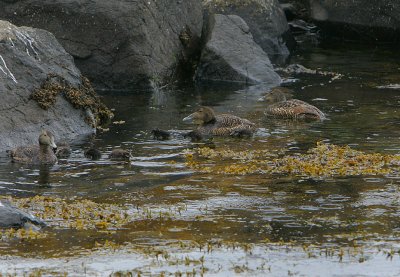 Eider creche in the rain