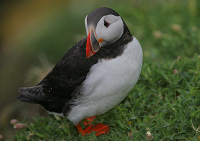 Rain-frosted Puffin