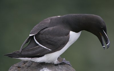 Razorbill