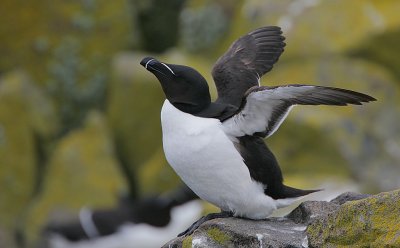 Razorbill stretching its wings