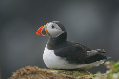 Puffin resting