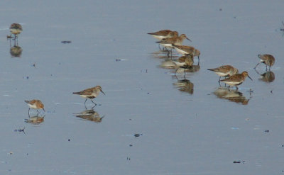 Little Stint (Calidris minuta)