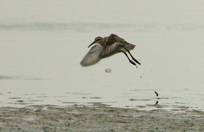 Curlew Sandpiper flightshot