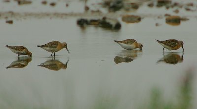 Curlew Sandpipers  a Dunlin