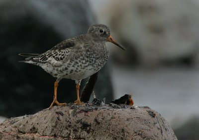 Purple Sandpiper