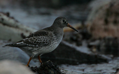 Purple Sandpiper