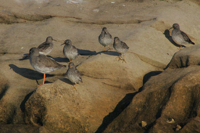 Purple Sandpipers + Redshank