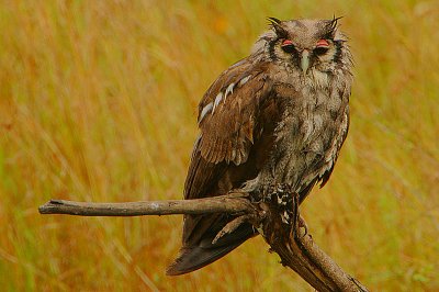 Verreaux's Eagle Owl(Bubo lacteus)