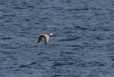 Blue-phase Snow Goose