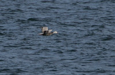 Blue-phase Snow Goose