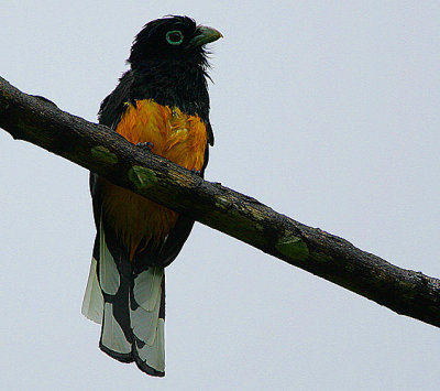 White-tailed Trogon